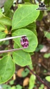 Viên Đá Đá Spinel Tím Hồng 3,5cts