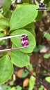 Viên Đá Đá Spinel Tím Hồng 3,5cts