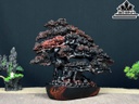 Cây Tùng Bonsai Gỗ Trắc Cao 28 Ngang 34 Sâu 17 (cm)
