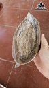 Cặp Đĩa Gỗ Hóa Thạch Cao 10 Ngang 22 (cm) 1kg