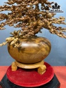 Bình Mai Phú Quý Gỗ Hương Cao 105 Ngang 78 Sâu 64 (cm)