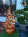 Bình Hoa Mai Gỗ Hương Cao 98 Ngang 50 Sâu 42 (cm)