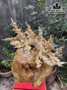 Bình Mai Phú Quý Gỗ Nu Ngọc Nghiến Cao 62 Ngang 55 Sâu 35 (cm)