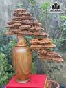 Bình Tùng Gỗ Bách Xanh Cao 62 Ngang 52 Sâu 20 (cm)