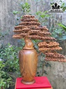 Bình Tùng Gỗ Bách Xanh Cao 62 Ngang 52 Sâu 20 (cm)