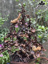 Chậu Hoa Mai Gỗ Trắc Cao 74 Ngang 55 Sâu 45 (cm)