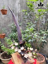 Tượng Chim Gỗ Trắc Cao 76 Ngang 70 Sâu 25 (cm)