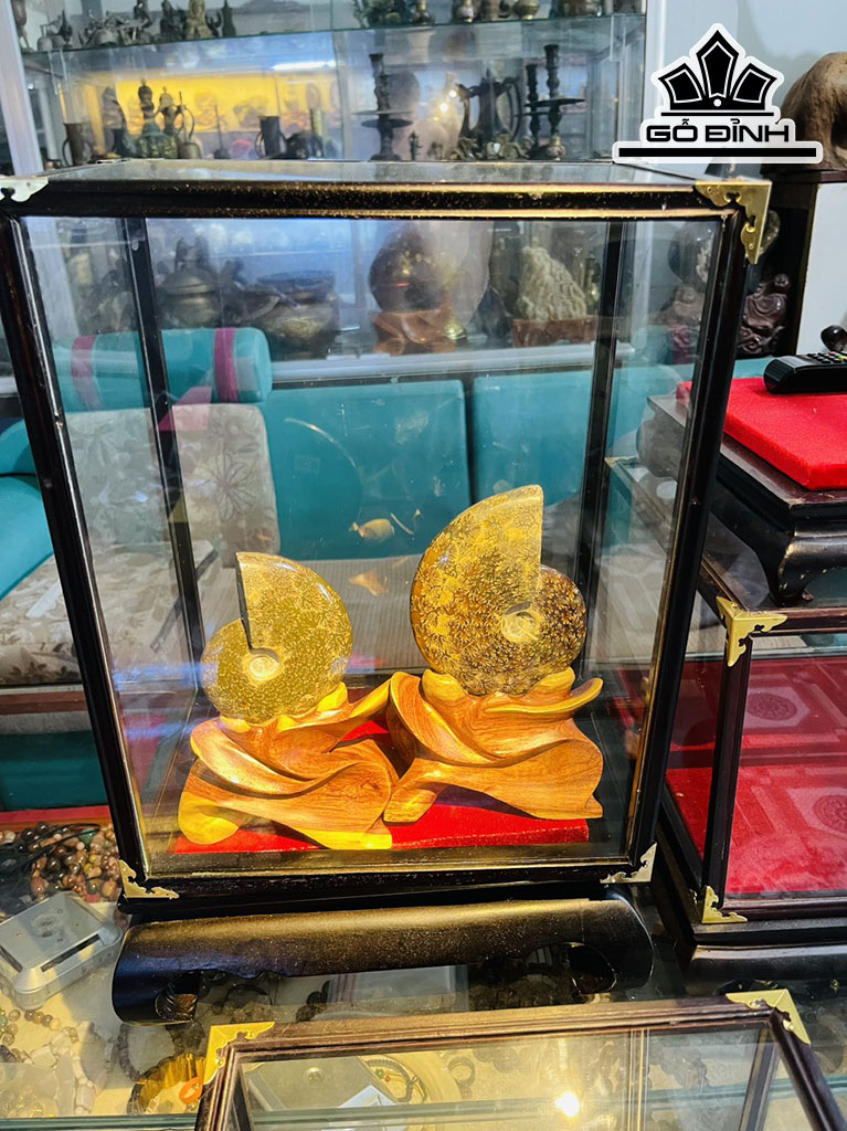 Tác Phẩm Ốc Anh Vũ Hóa Thạch Cao 18 (cm) 1,4 kg