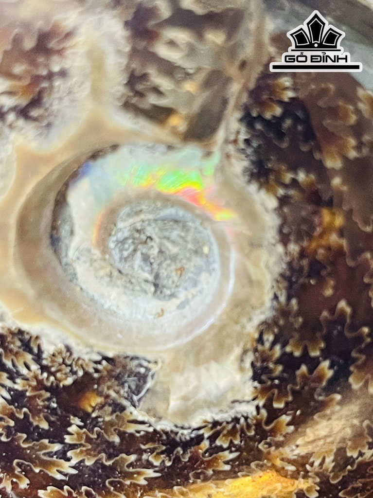 Tác Phẩm Ốc Anh Vũ Hóa Thạch Cao 18 (cm) 1,4 kg