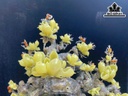 Chậu Hoa Mộc Lan Đá Onyx Cao 55 Ngang 51 Sâu 19 (cm)