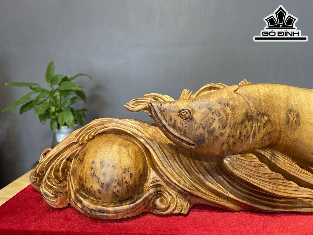 Tượng Cá Kim Long Gỗ Nu Ngọc Am Cao 18 Ngang 68 Sâu 15 (cm)