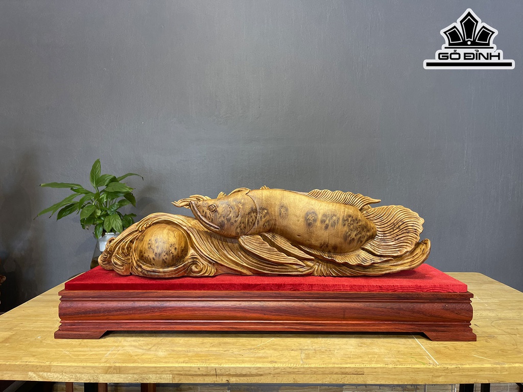 Tượng Cá Kim Long Gỗ Nu Ngọc Am Cao 18 Ngang 68 Sâu 15 (cm)
