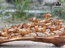 Tượng Bát Mã Gỗ Ngọc Am Cao 28 Ngang 71 Sâu 13 (cm)