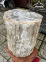 Cây Gỗ Hóa Thạch Cao 40 (cm) 13kg