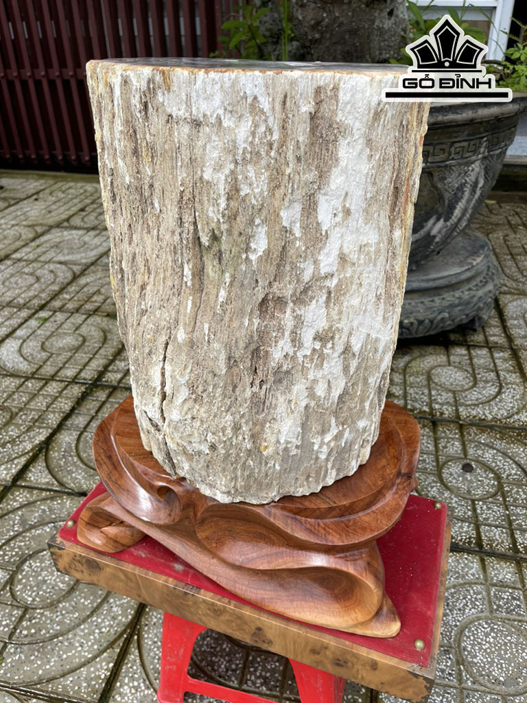 Cây Gỗ Hóa Thạch Cao 40 (cm) 13kg