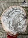 Cây Gỗ Hóa Thạch Cao 40 (cm) 13kg