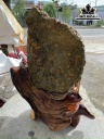 Tre Trúc Hóa Thạch Cao 60 (cm) 2,9kg