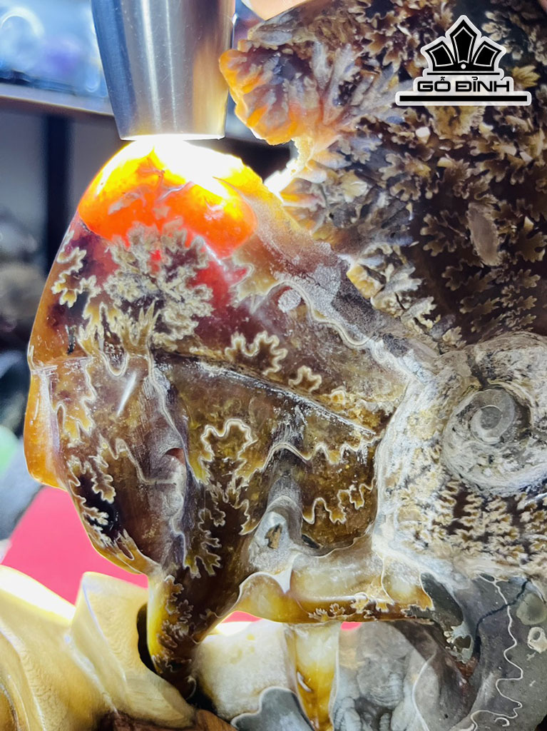 Ốc Anh Vũ Hóa Thạch Cao 26 (cm) 2,5kg
