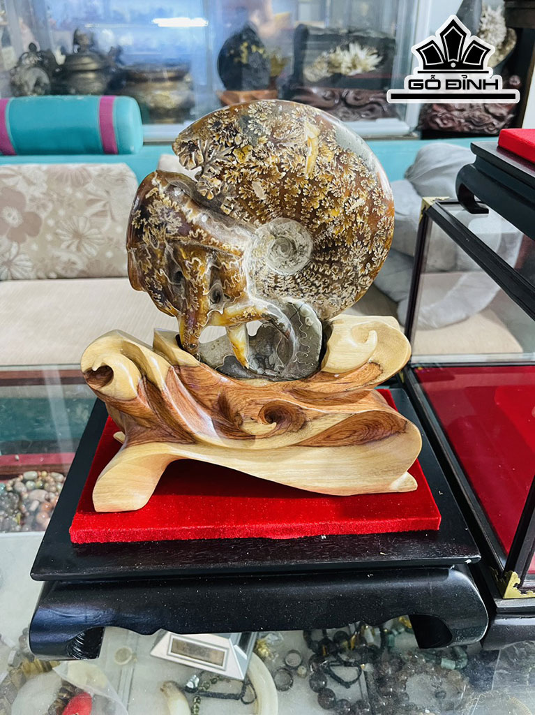 Ốc Anh Vũ Hóa Thạch Cao 26 (cm) 2,5kg