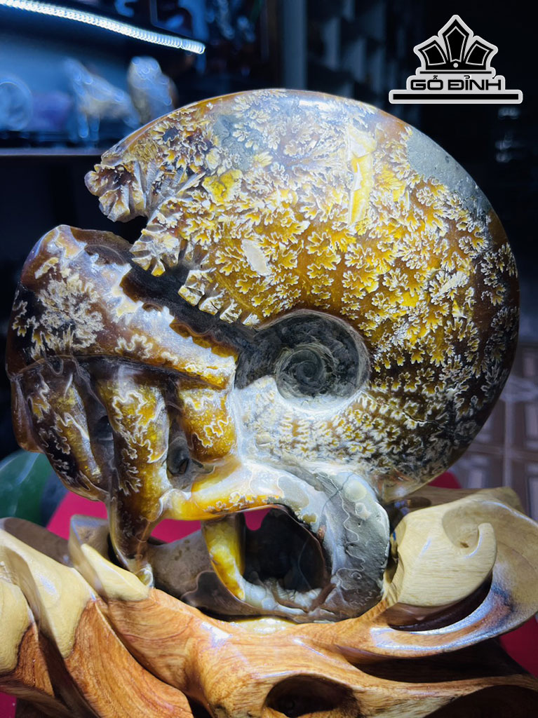Ốc Anh Vũ Hóa Thạch Cao 26 (cm) 2,5kg