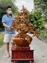 Bình Mai Phú Quý Gỗ Hương Cao 172 Ngang 112 Sâu 79 (cm)