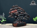 Cây Tùng Bonsai Gỗ Trắc Cao 28 Ngang 34 Sâu 17 (cm)