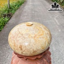 Chum Phú Quý Gỗ Nu Ngọc Nghiến Cao 20 Đường Kính 35 (cm)
