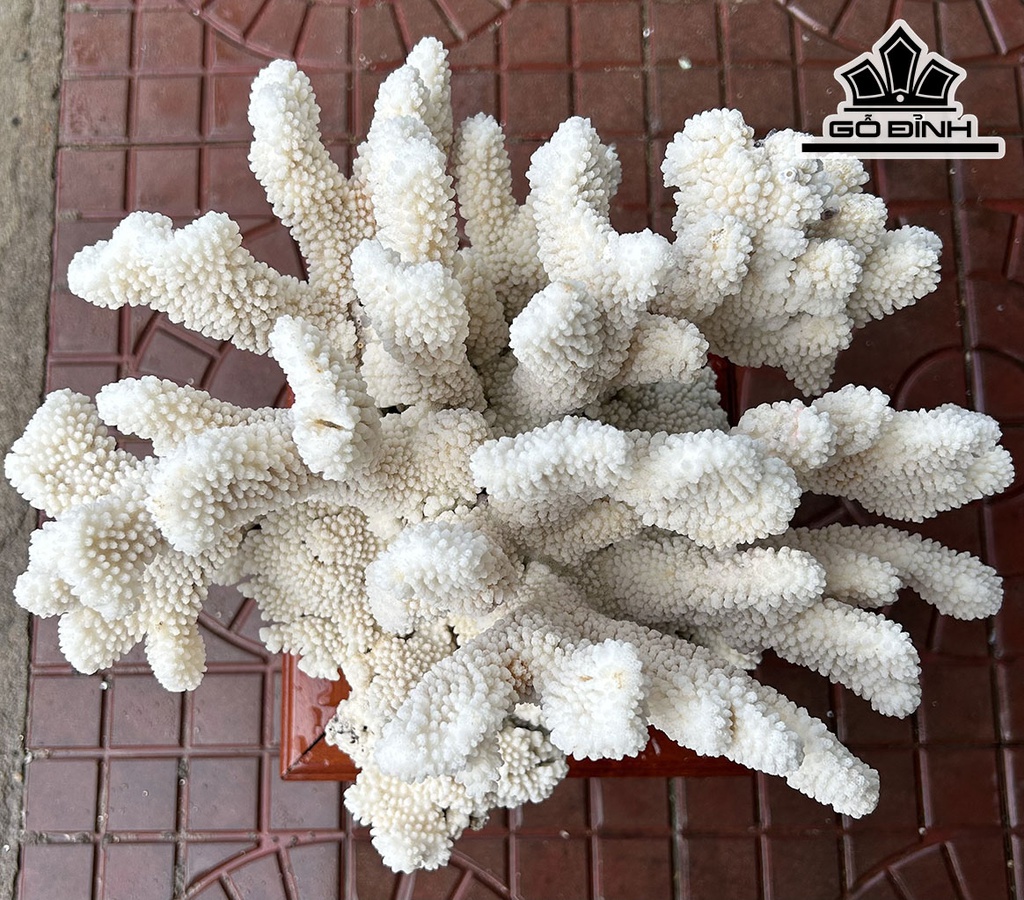 Tác Phẩm Cây San Hô Cao 33 Ngang 40 (cm) 8kg