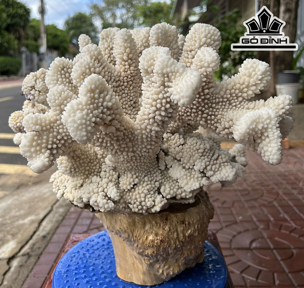 Tác Phẩm Cây San Hô Cao 33 Ngang 40 (cm) 8kg