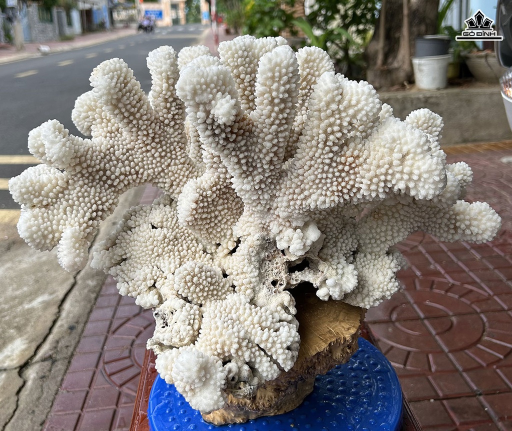 Tác Phẩm Cây San Hô Cao 33 Ngang 40 (cm) 8kg