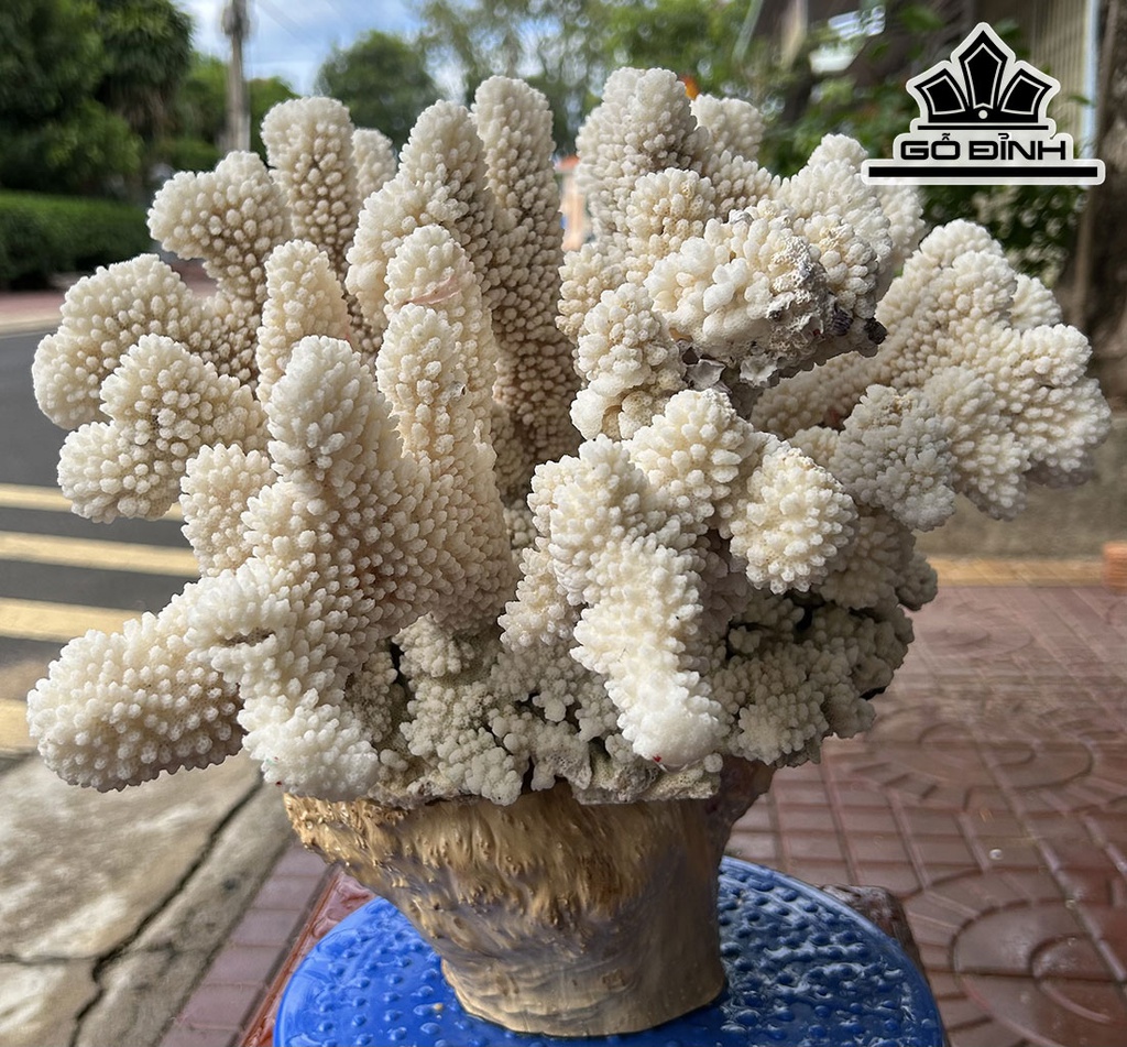 Tác Phẩm Cây San Hô Cao 33 Ngang 40 (cm) 8kg