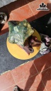 Viên Đá Caxedon Cao 30 Ngang 14 (cm) 6kg