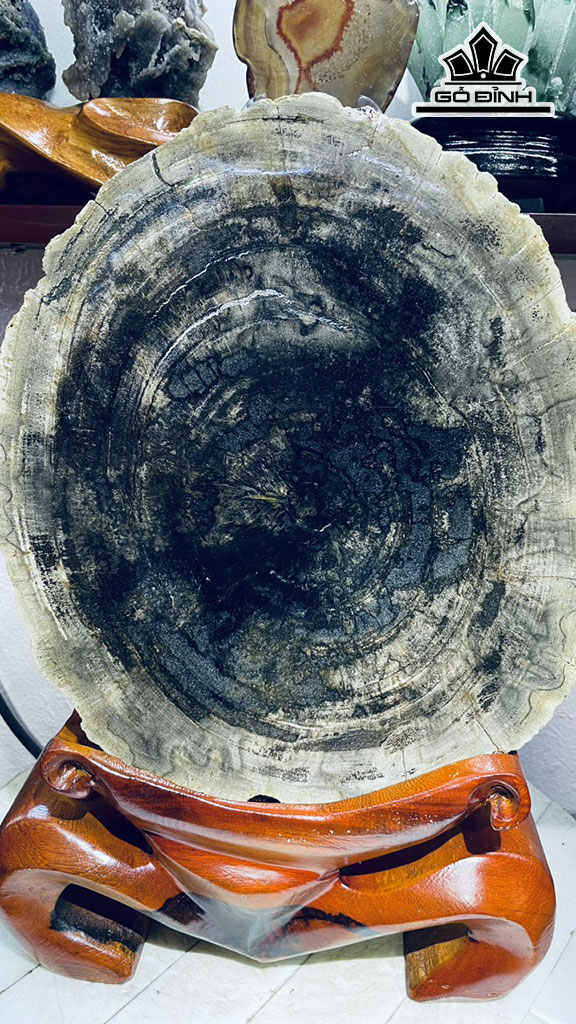 Tác Phẩm Thủy Tùng Gỗ Hóa Thạch Cao 40 Ngang 28 Sâu 3,5 (cm) 7,7kg