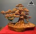 Cây Tùng Bonsai Gỗ Hương Cao 58 Ngang 73 Sâu 38 (cm)