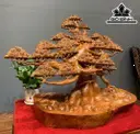 Cây Tùng Bonsai Gỗ Hương Cao 58 Ngang 73 Sâu 38 (cm)