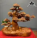 Cây Tùng Bonsai Gỗ Hương Cao 58 Ngang 73 Sâu 38 (cm)