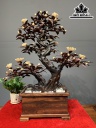 Chậu Phù Dung Gỗ Trắc Cao 79 Ngang 63 Sâu 38 (cm)