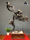 Chậu Phù Dung Thác Đổ Gỗ Trắc Cao 122 Ngang 65 Sâu 24 (cm)