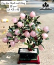 Cây Đào 18 Quả Đá Thạch Anh Hồng Cao 43 Ngang 48 (cm) 9kg