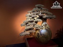 Bình Tùng Bonsai Gỗ Nu Hương Cao 65 Ngang 65 Sâu 30 (cm)