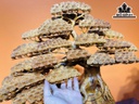 Bình Tùng Bonsai Gỗ Nu Hương Cao 65 Ngang 65 Sâu 30 (cm)