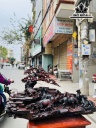 Tượng Bát Mã Du Xuân Gỗ Trắc Cao 52 Ngang 103 Sâu 35 (cm)