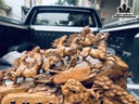 Tượng Bát Mã Truy Phong Gỗ Bách Xanh Cao