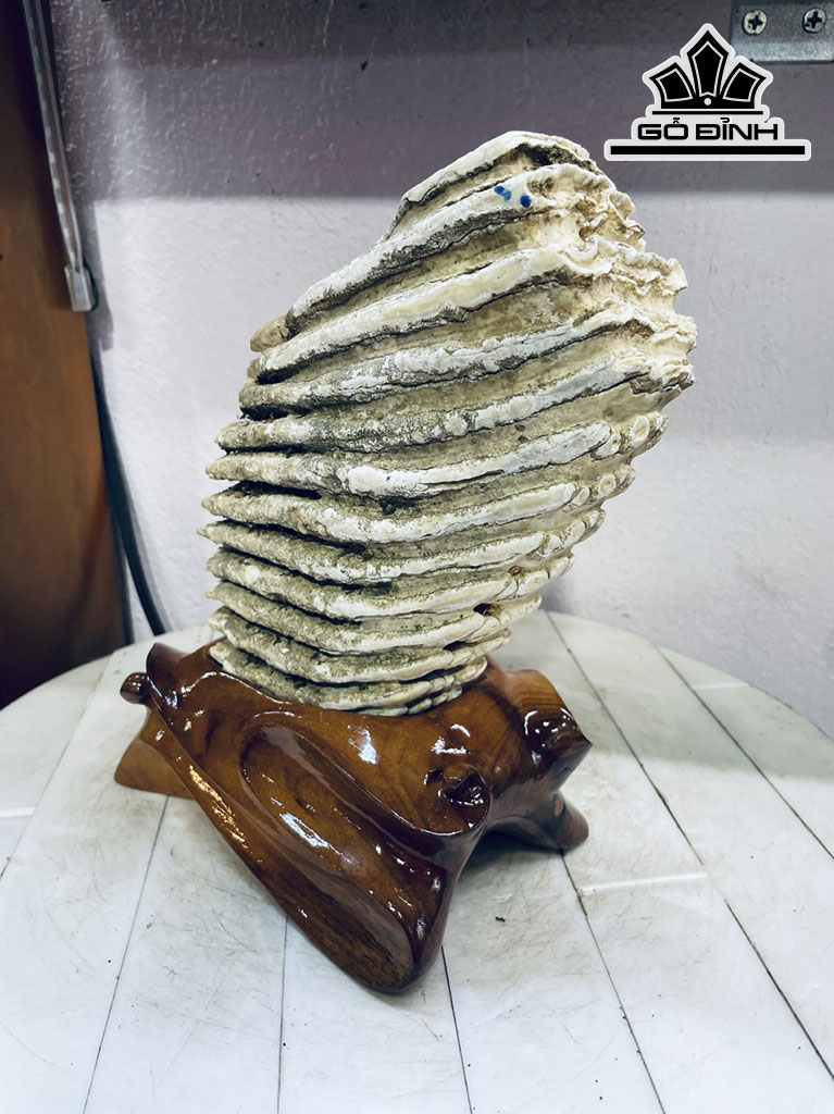 Tác Phẩm Răng Voi Gỗ Hóa Thạch Cao 25 Ngang 16 (cm) 3,3kg