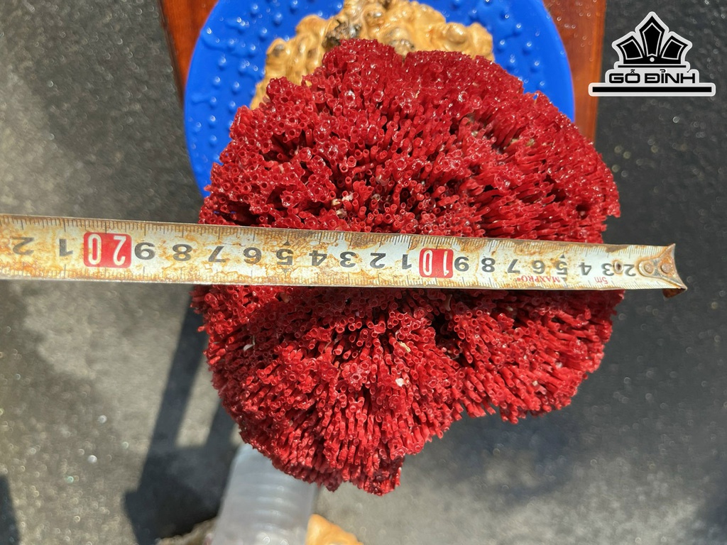 Tác Phẩm Cây San Hô Đỏ Mào Gà Cao 19 Ngang 16 (cm)