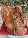 tuong-tam-coc-ngam-tien-go-huong-ngang-43-cao-29-sau-41-cm-421682