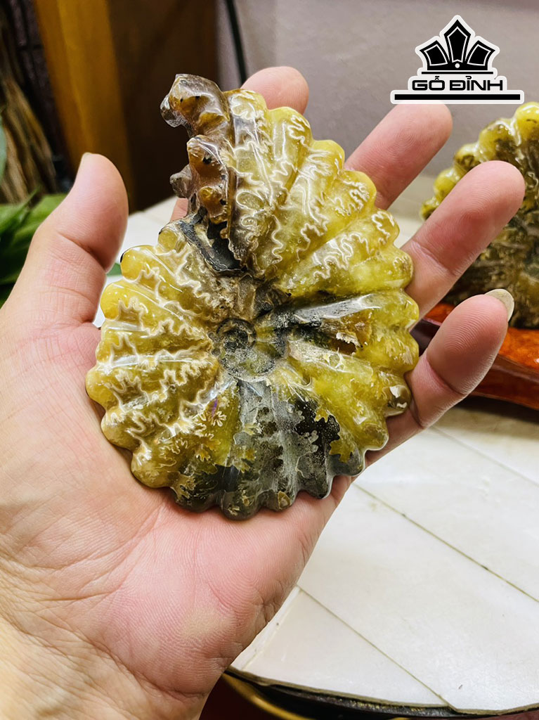 Cặp Ốc Anh Vũ Hóa Ngọc Cao 15 Ngang 19 (cm) 1kg