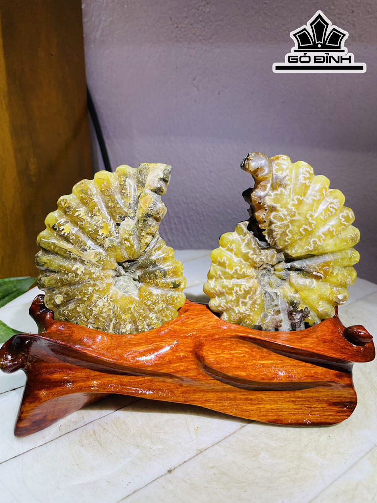 Cặp Ốc Anh Vũ Hóa Ngọc Cao 15 Ngang 19 (cm) 1kg