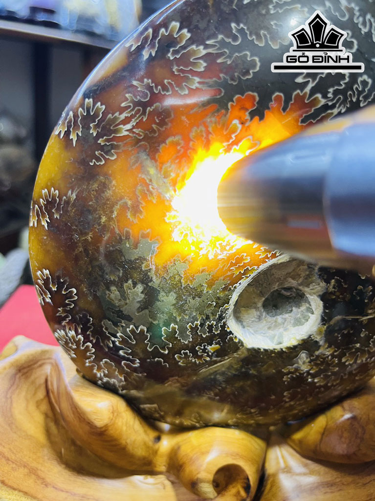 Tác Phẩm Ốc Anh Vũ Hóa Thạch Cao 25 (cm) 1,7kg