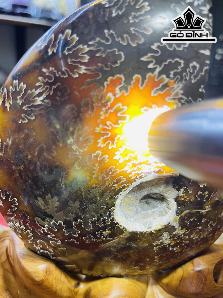 Tác Phẩm Ốc Anh Vũ Hóa Thạch Cao 25 (cm) 1,7kg